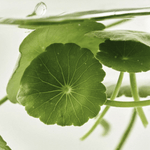Beauty of Joseon - Light on Serum Centella + Vita C - Ministry of Skin